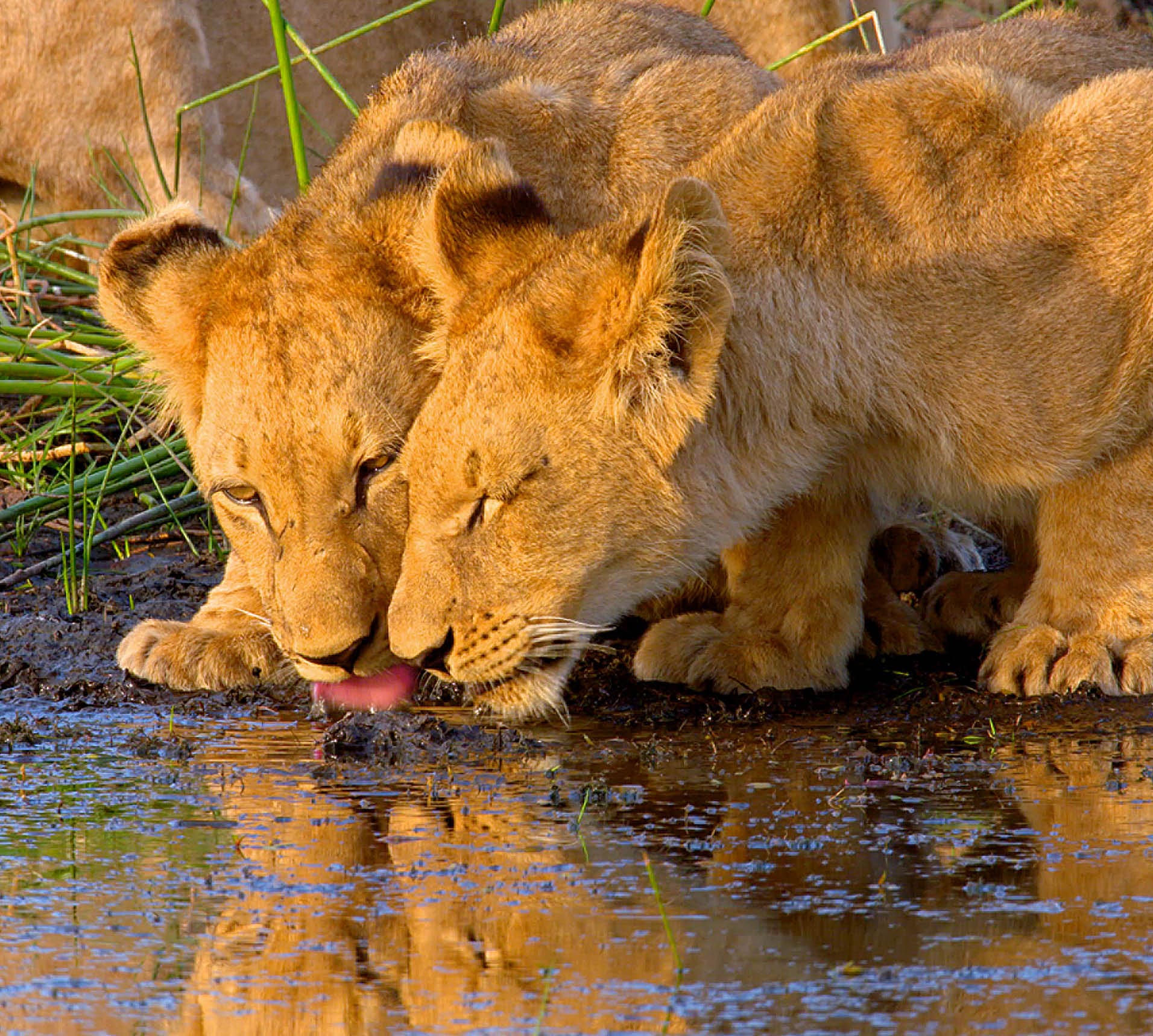 IN5_Zoom_Massive Africa tif