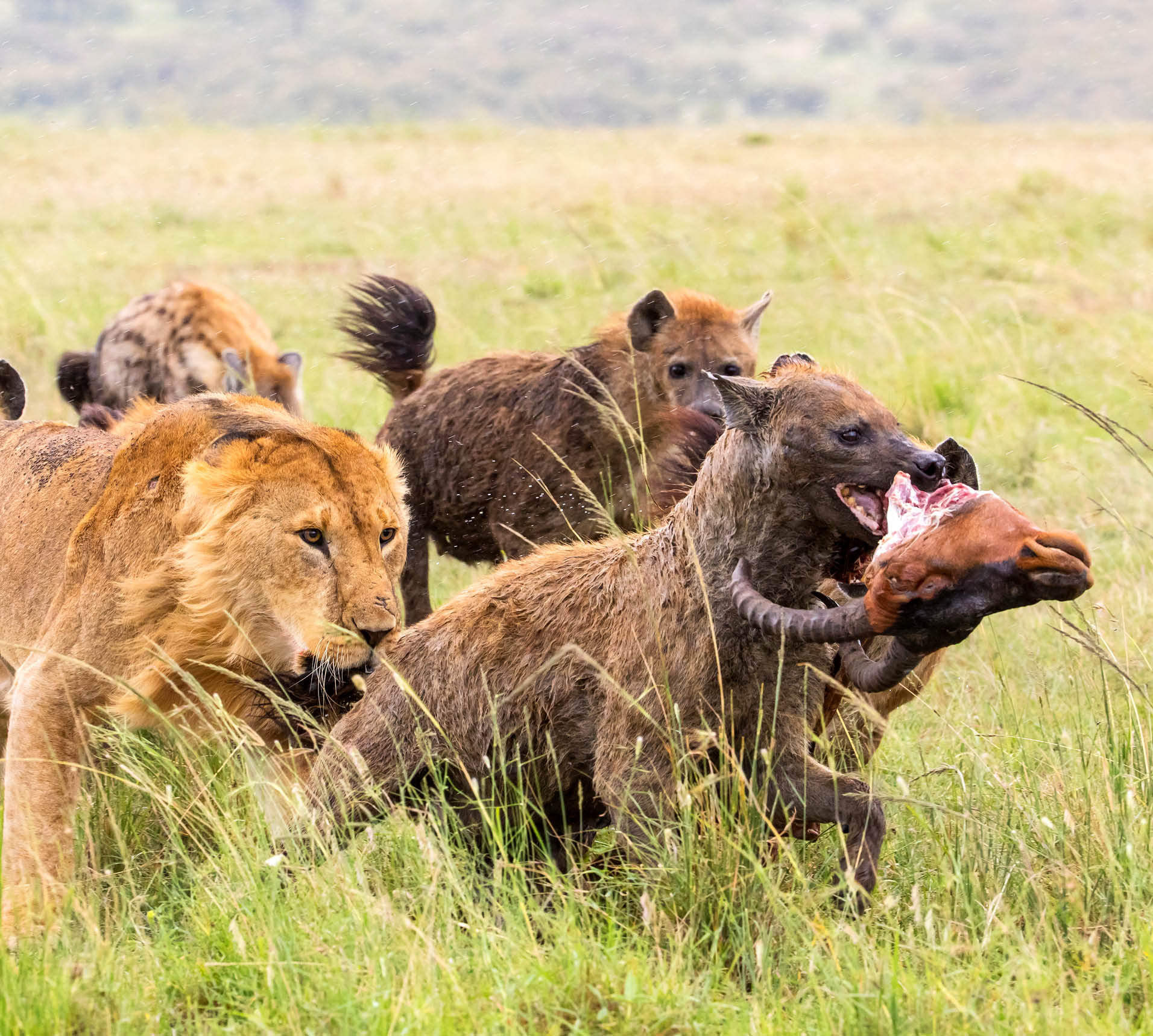 Hyänen streiten mit jungem Löwenmännchen um Riss,  Masai Mara, Kenia