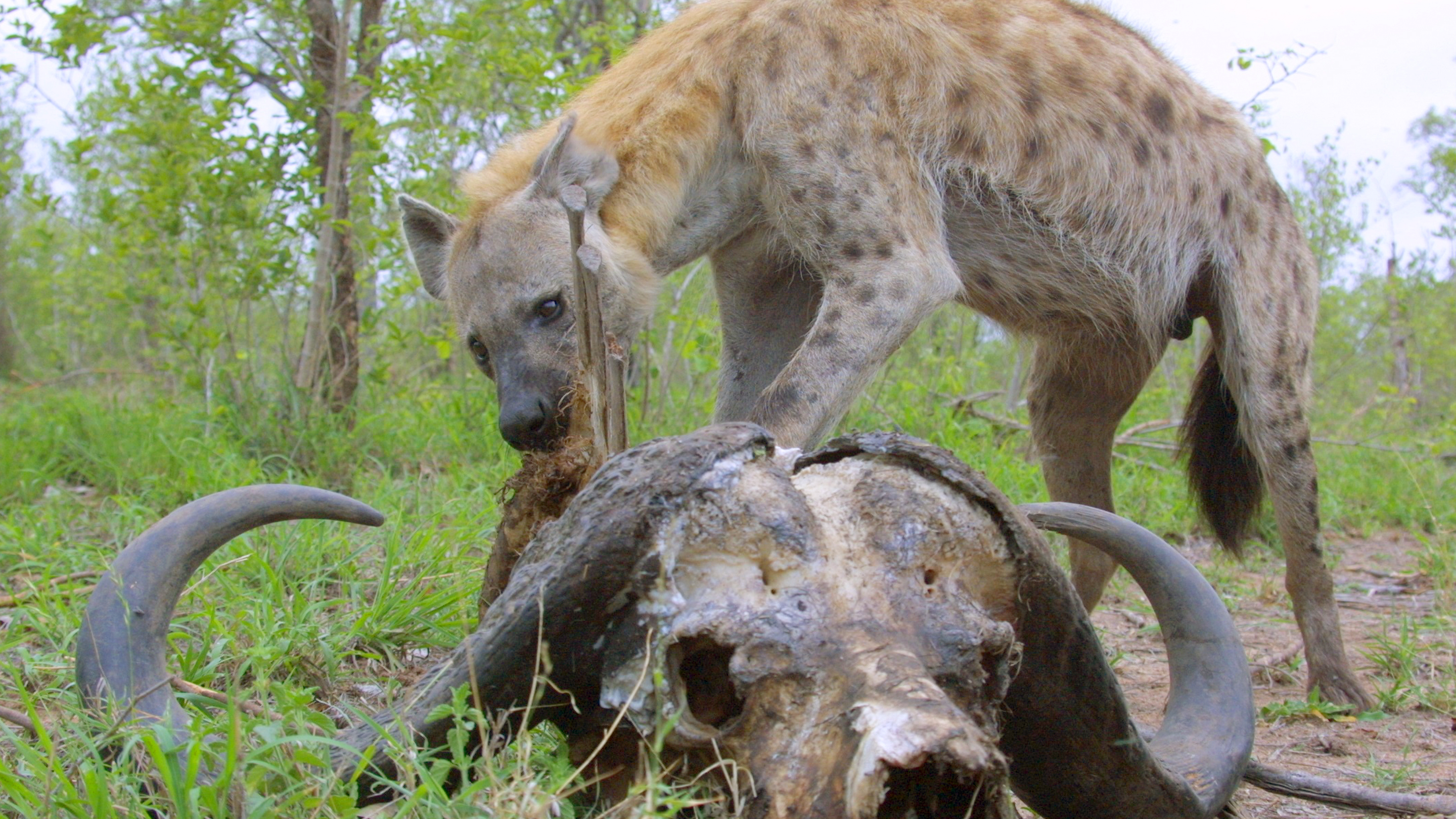 The Hyena Lady - Wolves on the Waterline | ZDF Studios
