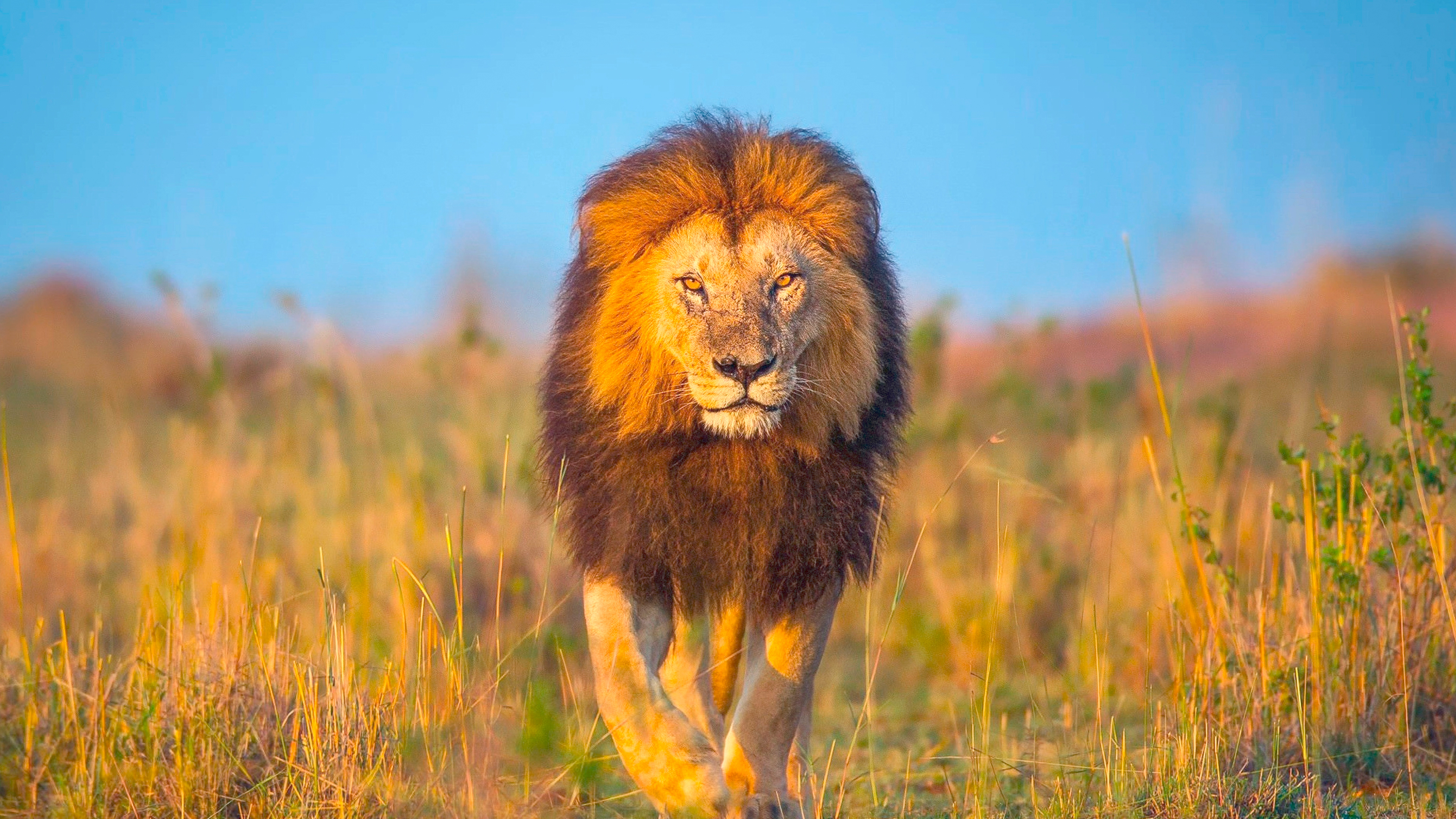 Just Animals | ZDF Studios Just Animals | ZDF Studios