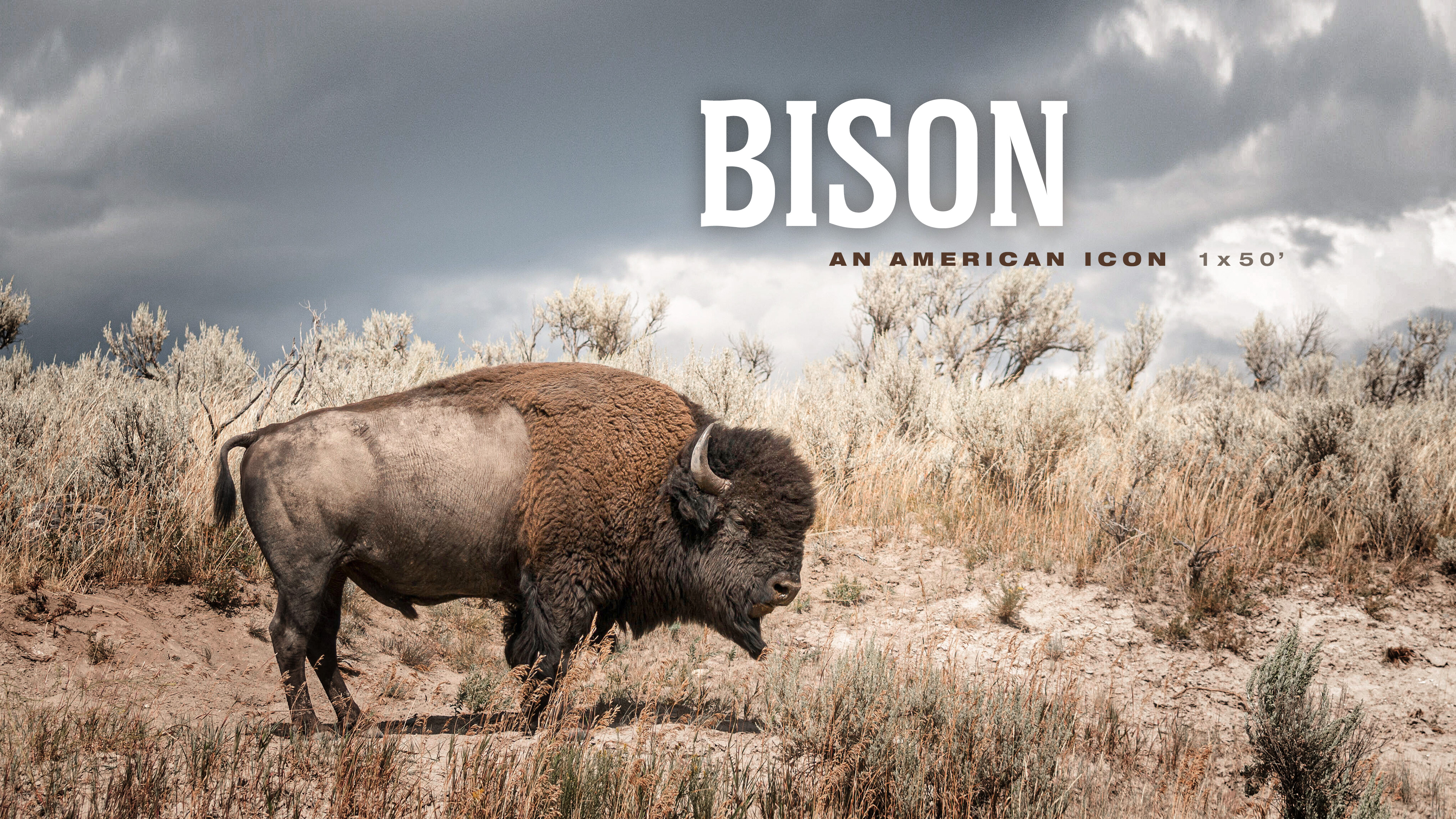 Bison An American Icon