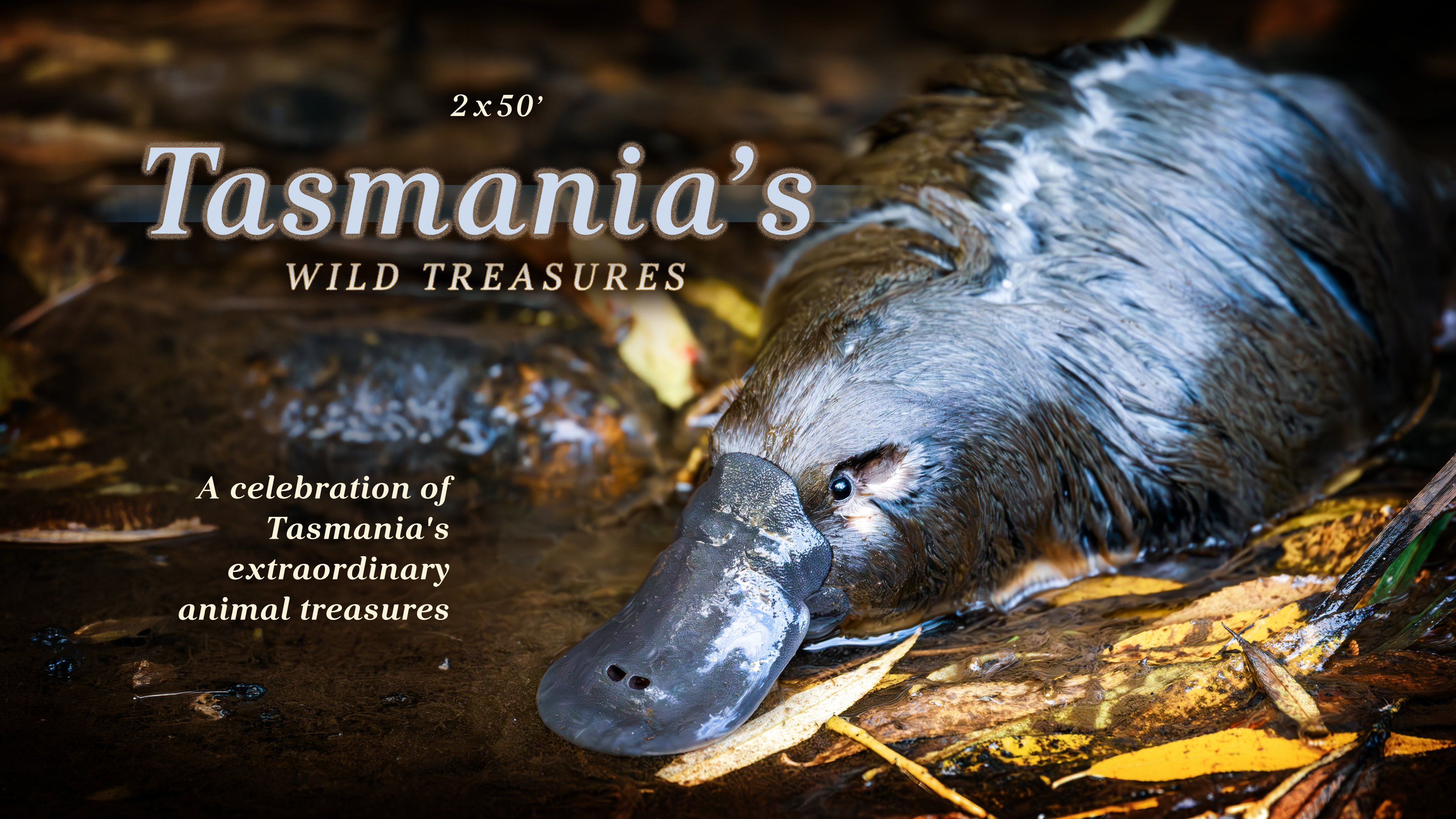 Tasmanias Wild Treasures