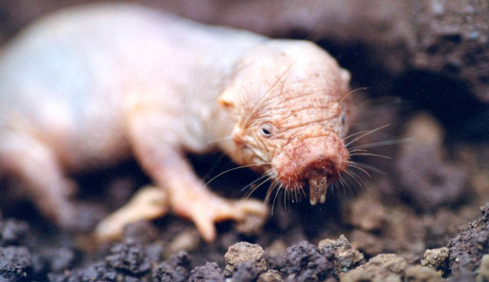 The Naked Truth: The Naked Mole Rat