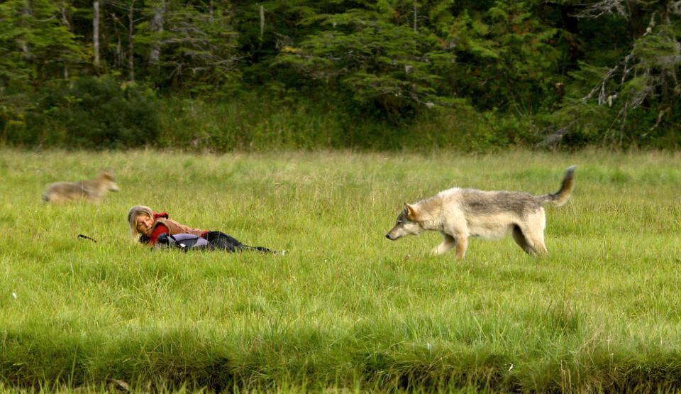 Searching for the Coast Wolves