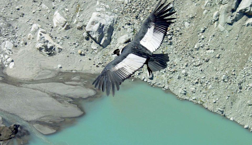 Flying with Condors