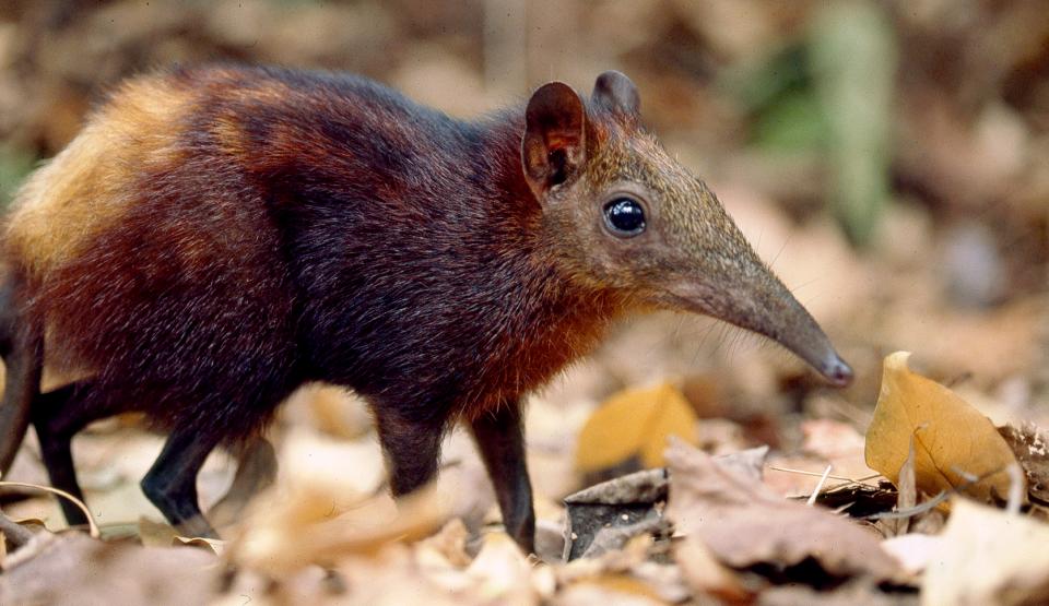 Elephant Shrew