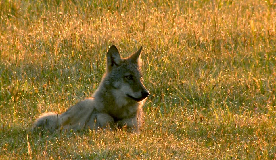 Germany's Wild Wolves