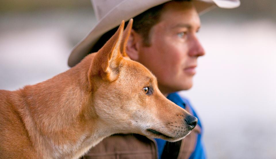 Dingo - Wild Dog at War