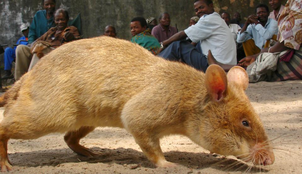 Detecting Danger - Africa's Giant Rats