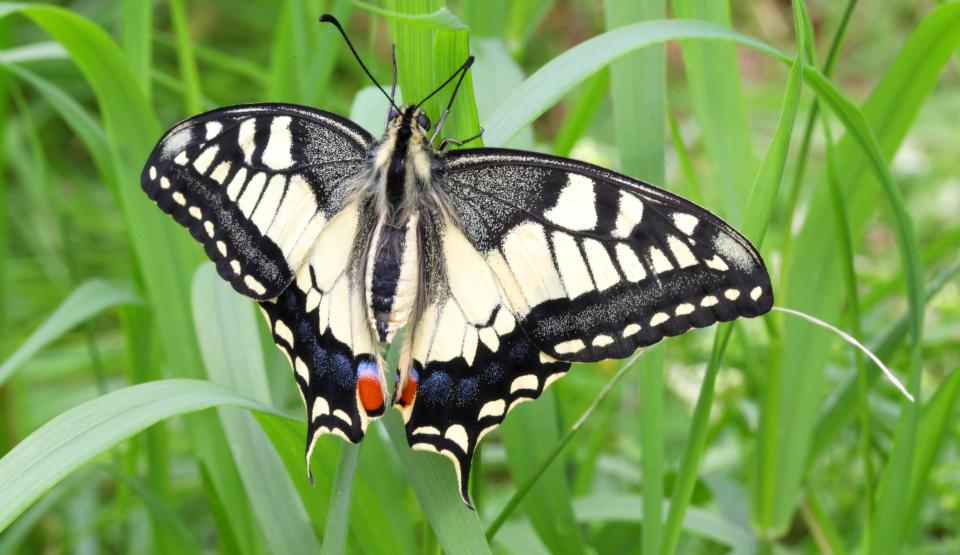 Butterfly Worlds - Short Films