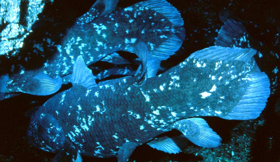 Coelacanth - The Fish that Came Up from the Deep