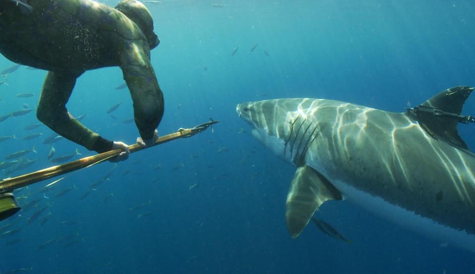 Great White Shark - Beyond the Cage of Fear