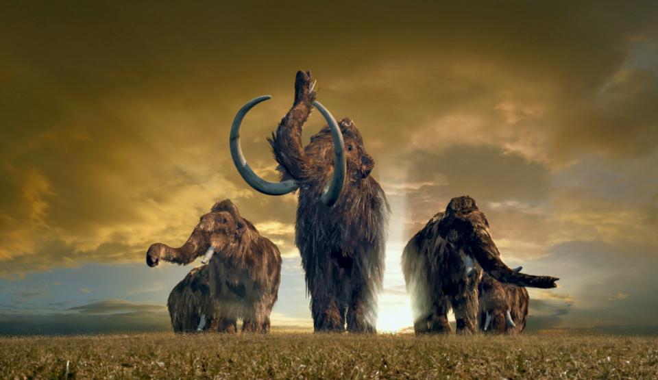 Mammoths -  Giants of the Ice Age