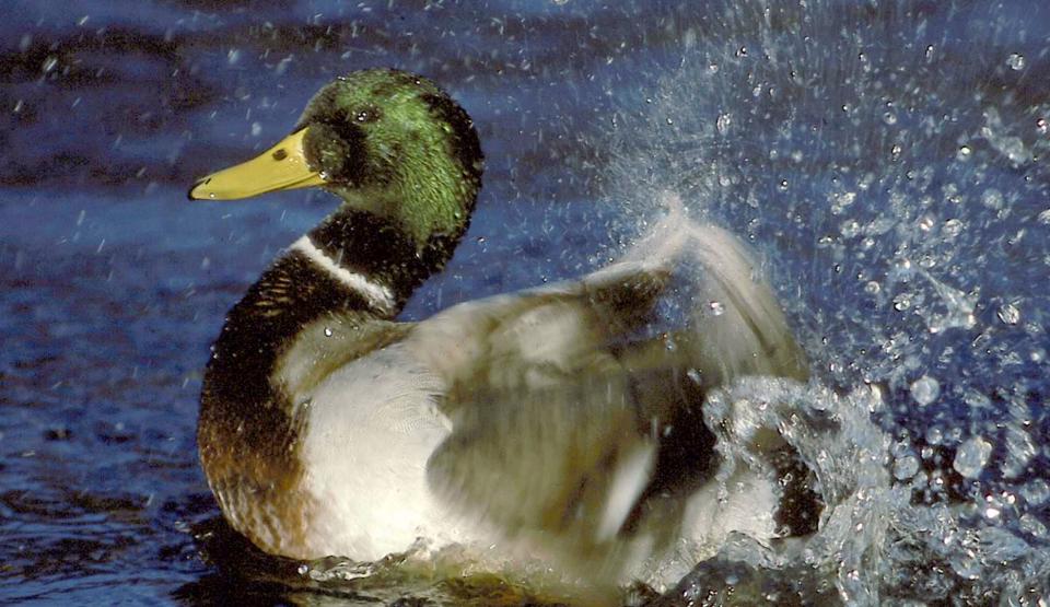 Duck's eye view - Canoeists and Ice Skaters