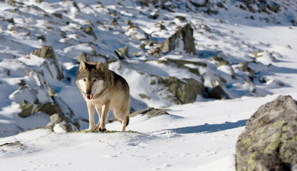 Wandering Wolves