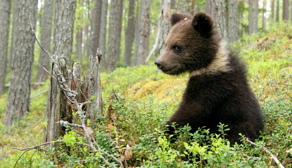 Karelia - Russia’s Primeval Forests