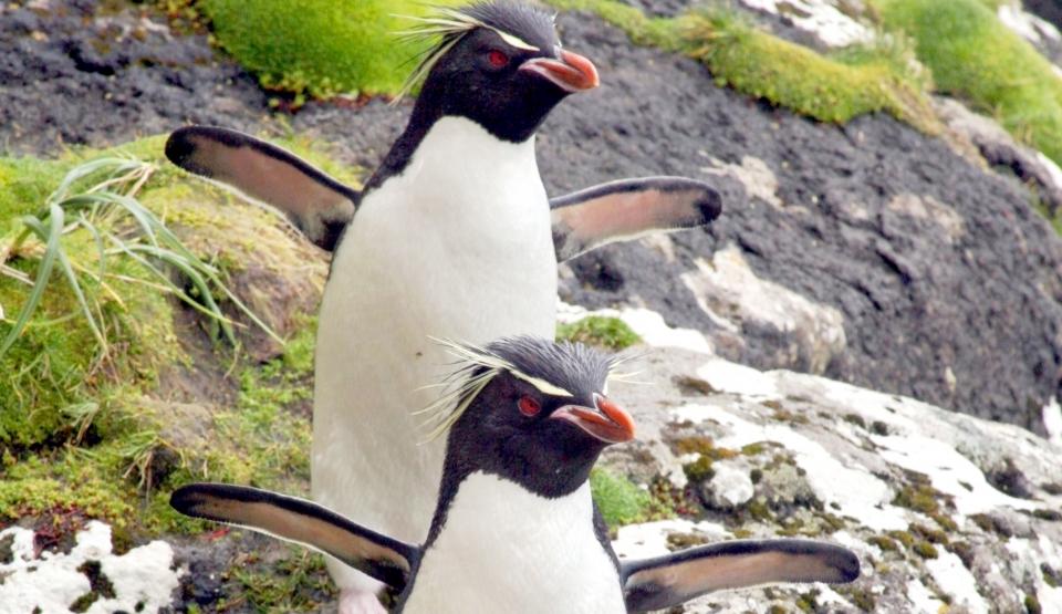 Penguin Central