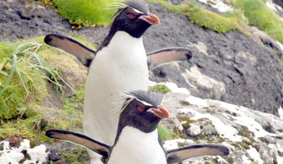 Penguin Central