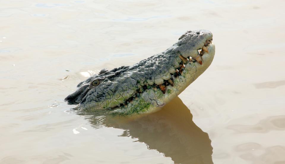 Australia's Deadly Monsters