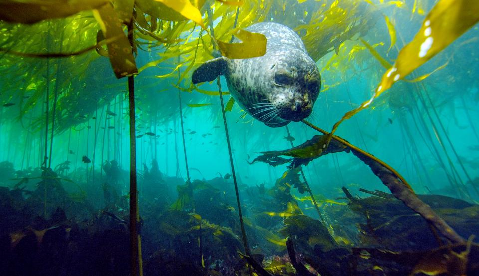 Seals - Bullies in Blubber