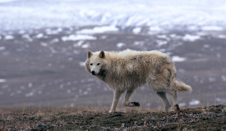 White Wolves - Ghosts of the Arctic