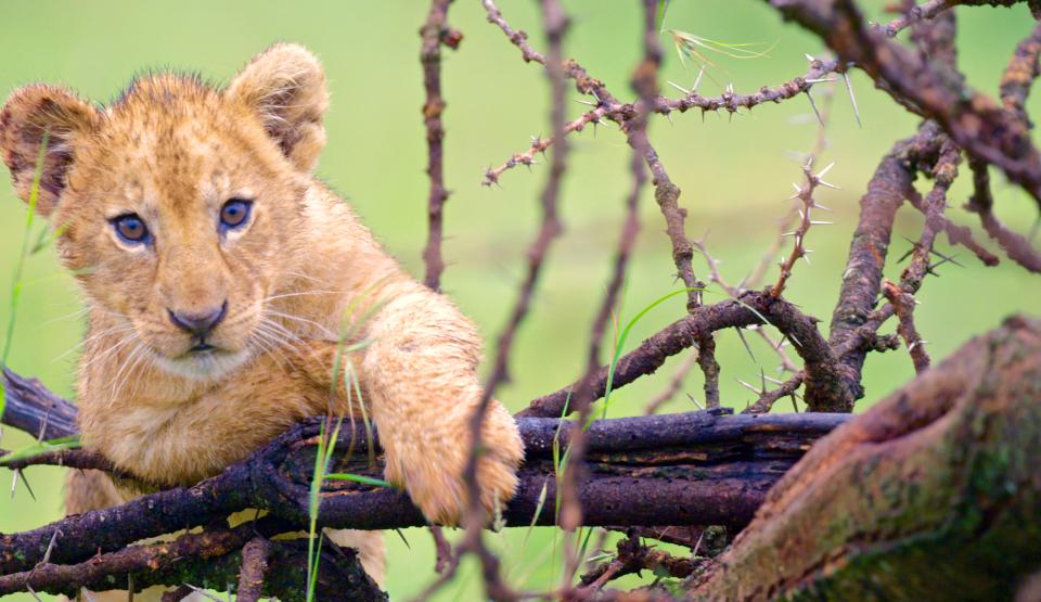 Sisters of the Savannah