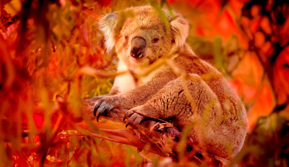 Bushfire Animal Rescue