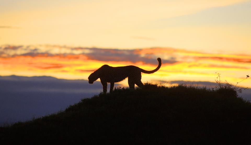 Africa's Hunters of the Night