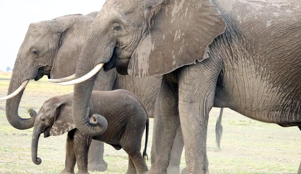 Elephants Up Close - Gentle Giants