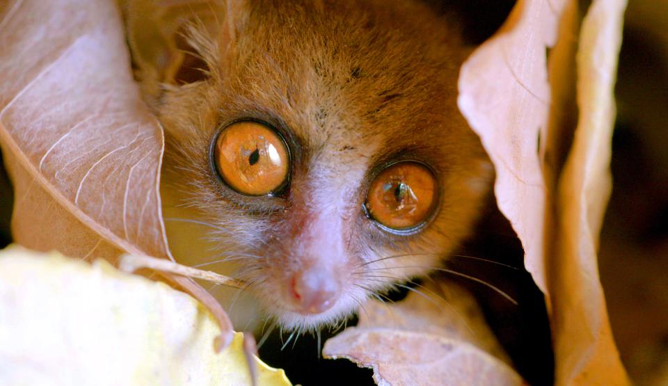 Unknown Madagascar