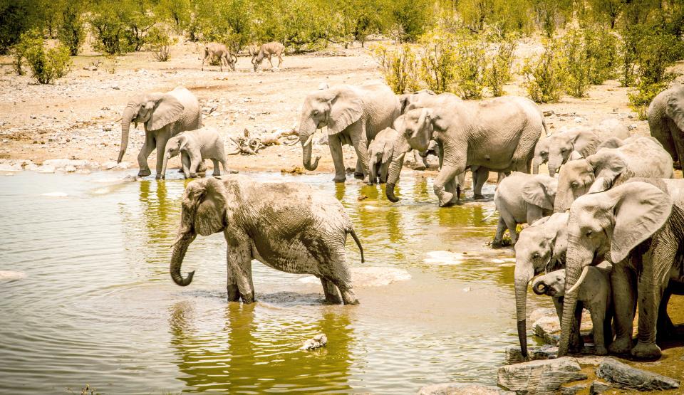 Etosha - The Great White Pan