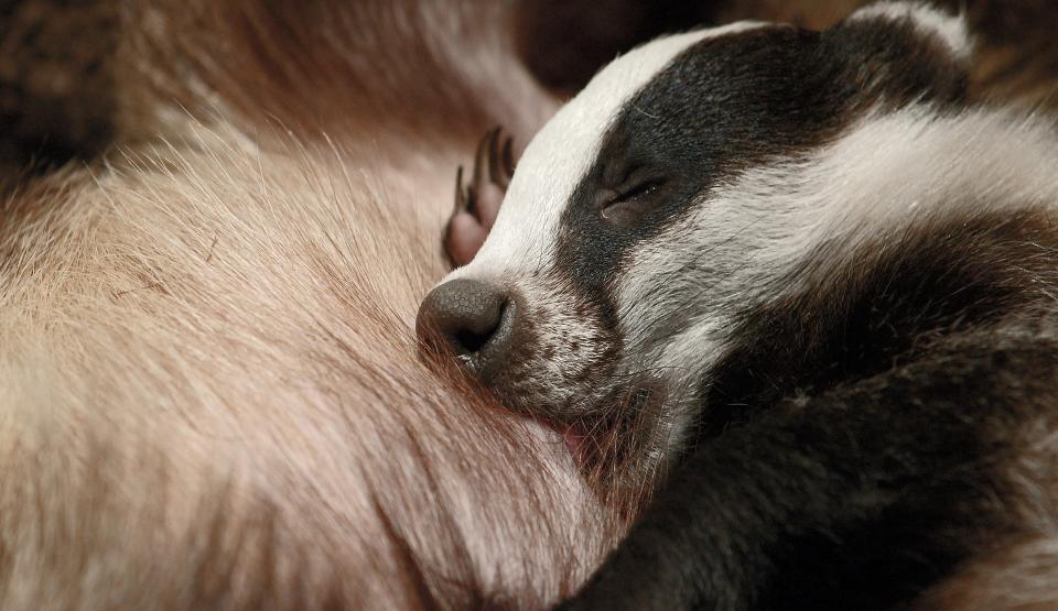 The Secret Life of Badgers