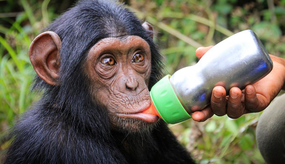 Rescued Chimpanzees of the Congo with Jane Goodall