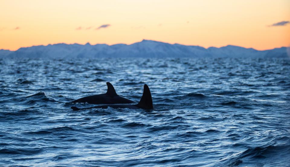 Whales off our Coasts