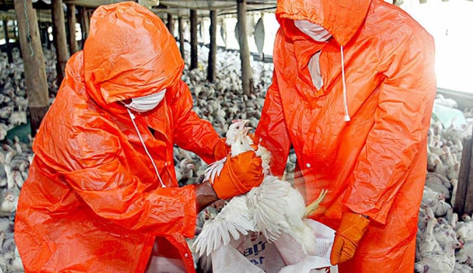 Avian Flu Pandemic