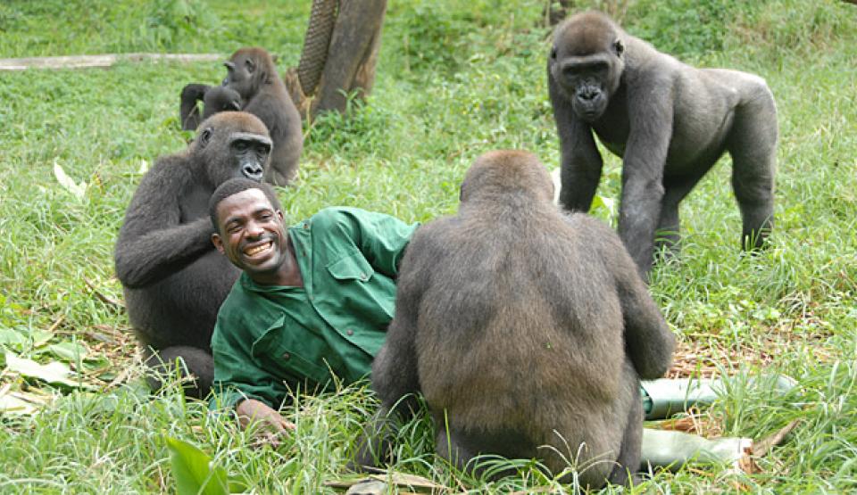 Bama and the Lost Gorillas