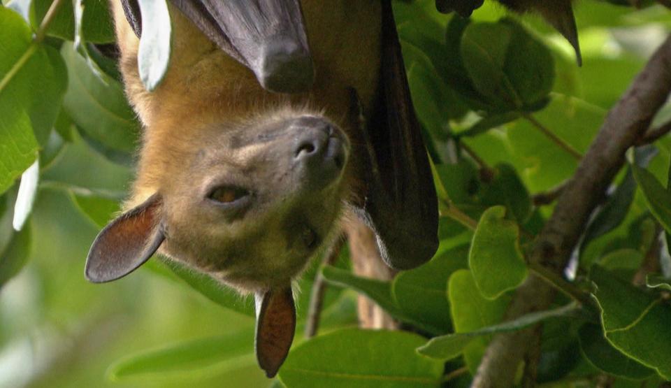 Batty for the Bats