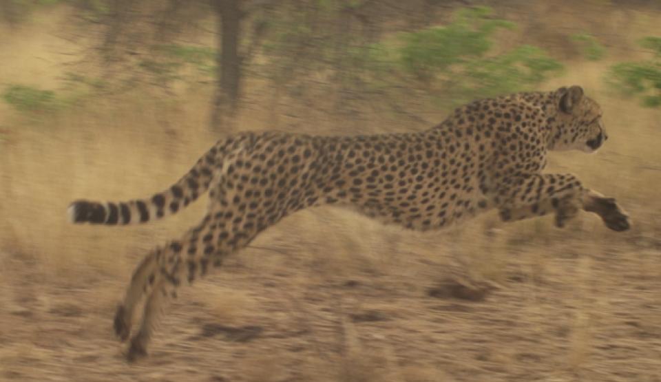 Cheetah - A Hunter Turned Prey