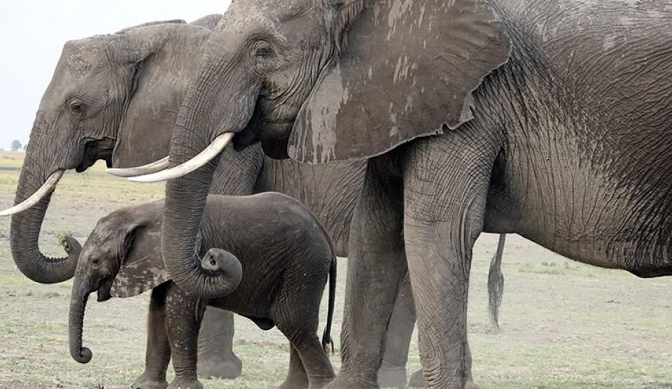 Elephants Up Close - Gentle Giants