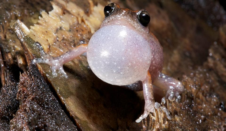 The Secret Life of Frogs