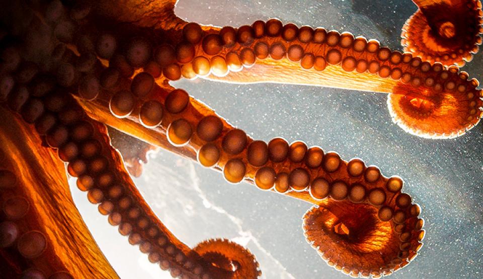 In Touch with a Giant Pacific Octopus