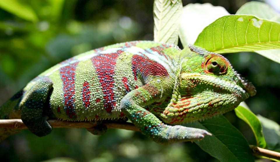 Madagascar - Land of the Chameleons