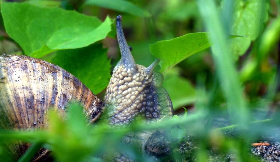 Mighty Molluscs (neu)