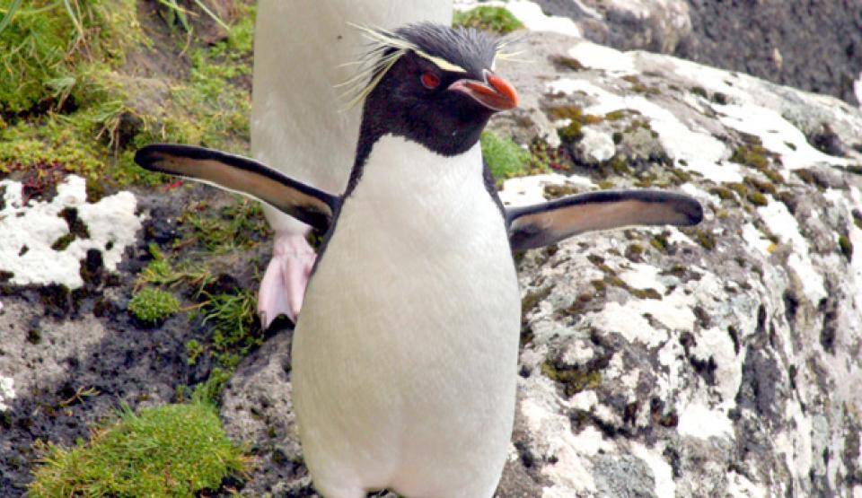 Penguin Central