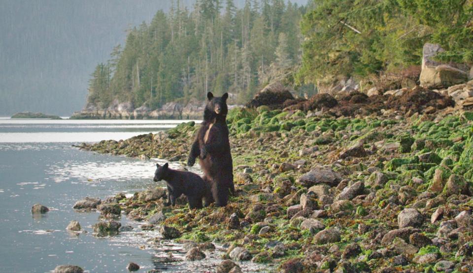 The Real Winnie the Pooh: The Story of the American Black Bear