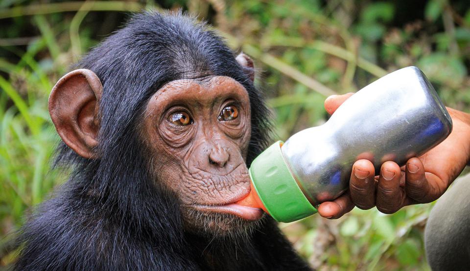 Rescued Chimpanzees of the Congo with Jane Goodall - Serie EN