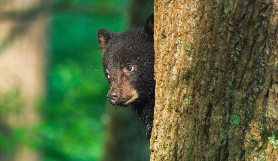 The Real Winnie the Pooh: The Story of the American Black Bear