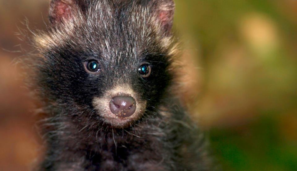 The Value of Biodiversity | ZDF Studios