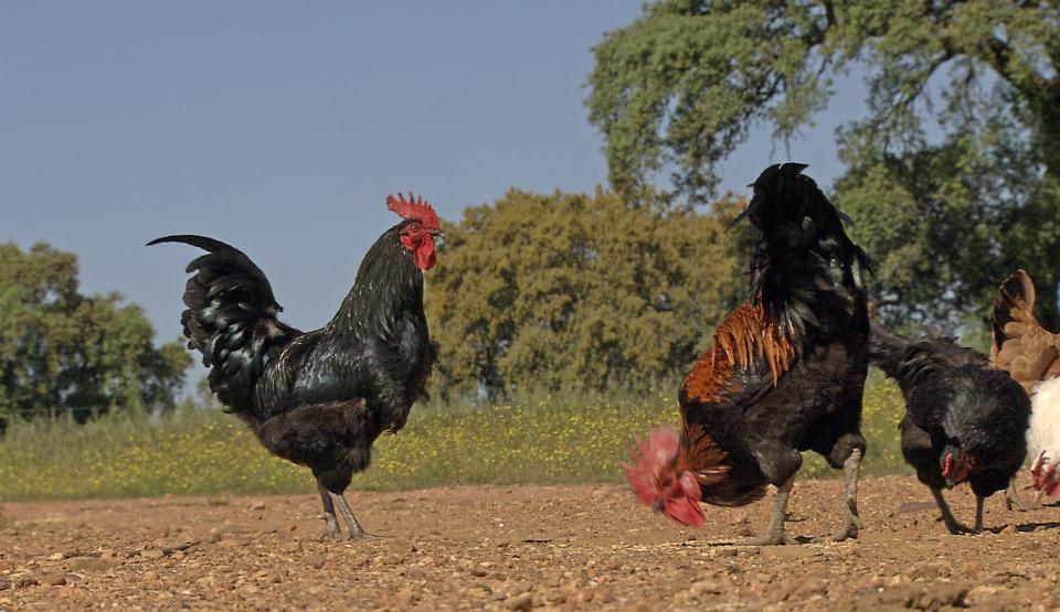 When Chickens go wild