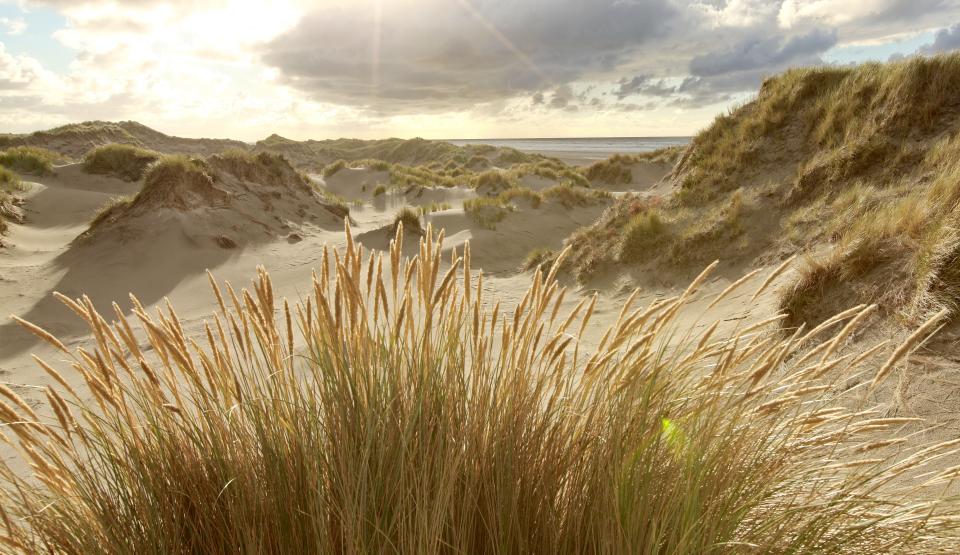 Wild Netherlands